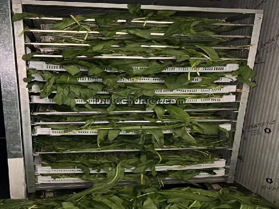 Plant dryer machine