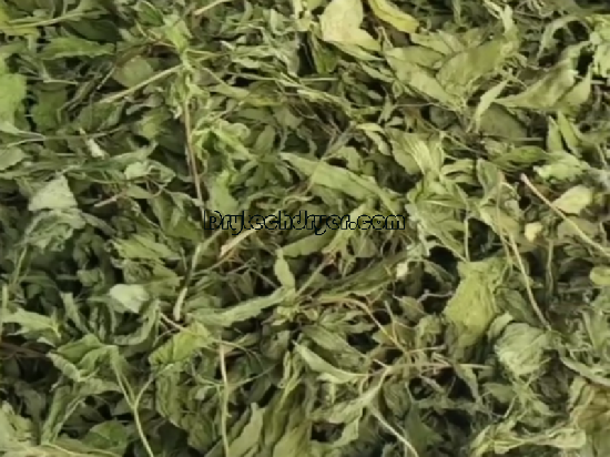 How to Dry Mint Leaves with a Heat Pump Dryer!