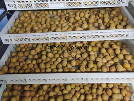Longan Heat Pump Dryer: Efficient and Environment-friendly Drying Solution #fooddrying