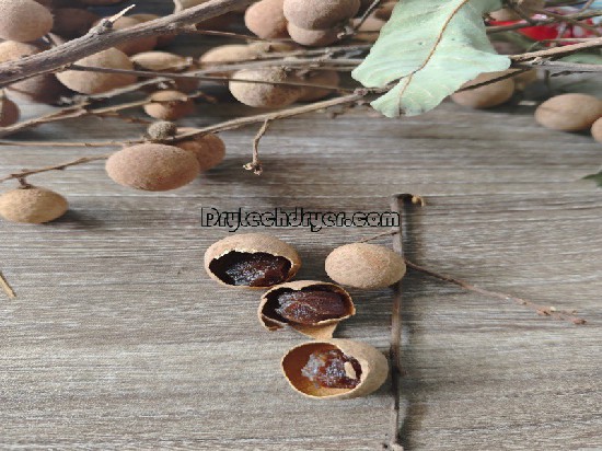 Drying longan with Drytech heat pump dryer