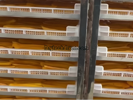 Say goodbye to traditional drying, high-efficiency mango dehydrator opens a new era of perfect dryer