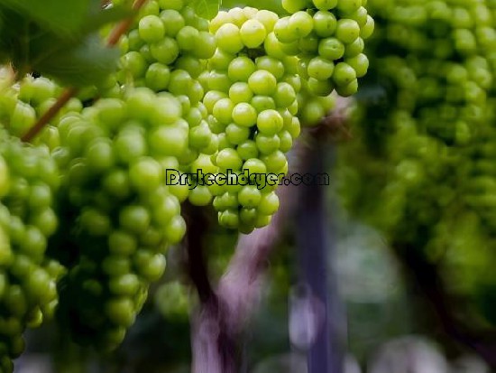 Drying green grapes