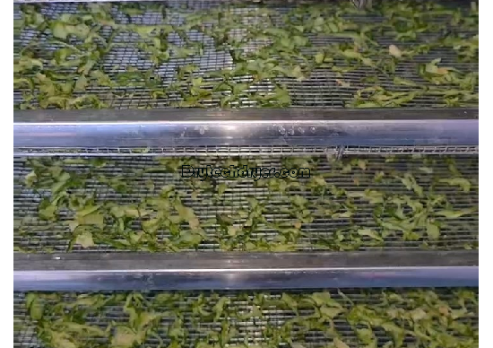 Client feedback video for green pepper drying