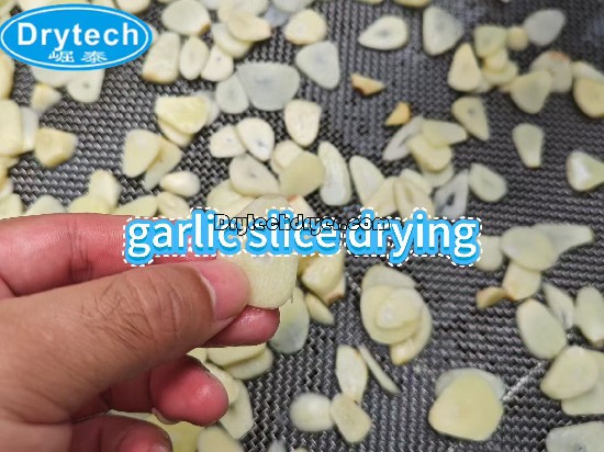 Garlic slices drying test