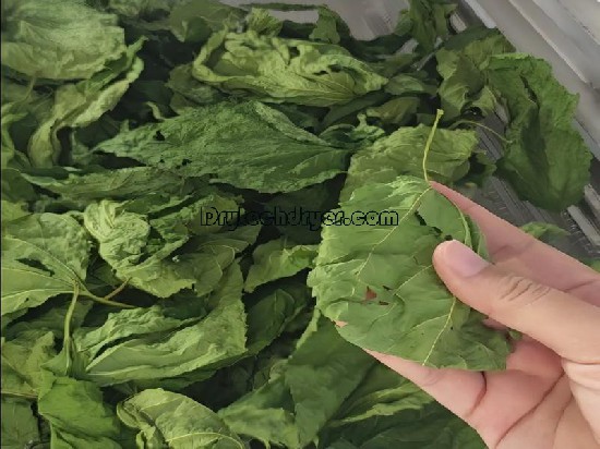 leaves drying test